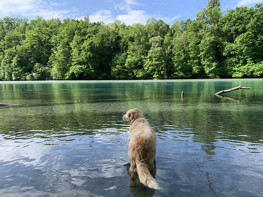 Dogs live too short a life